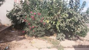 IMG 20170909 WA0150