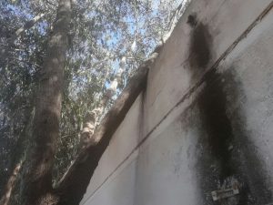IMG-20171029-WA0084 3 IMG 20171029 WA0084