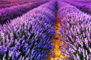 Lavender Plant Wiki