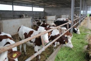 IMG 2213