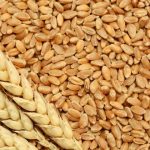 أمريكا تصدر القمح المغرب 648x330