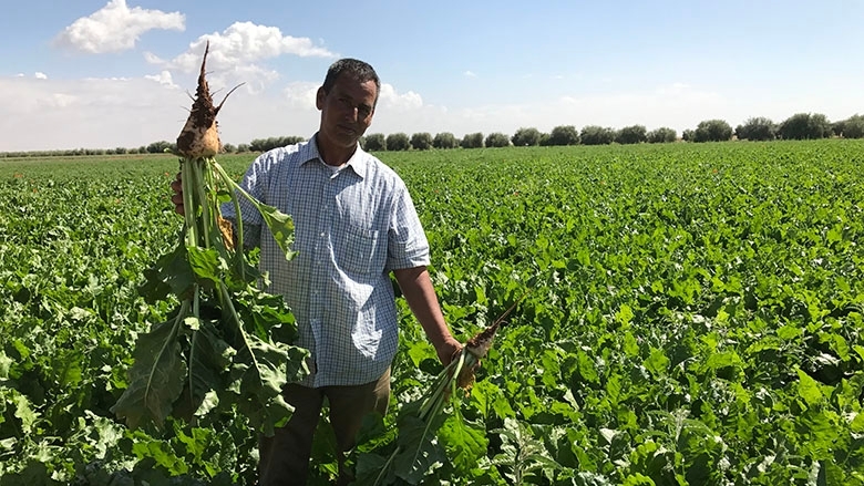 mena morocco field irrigation