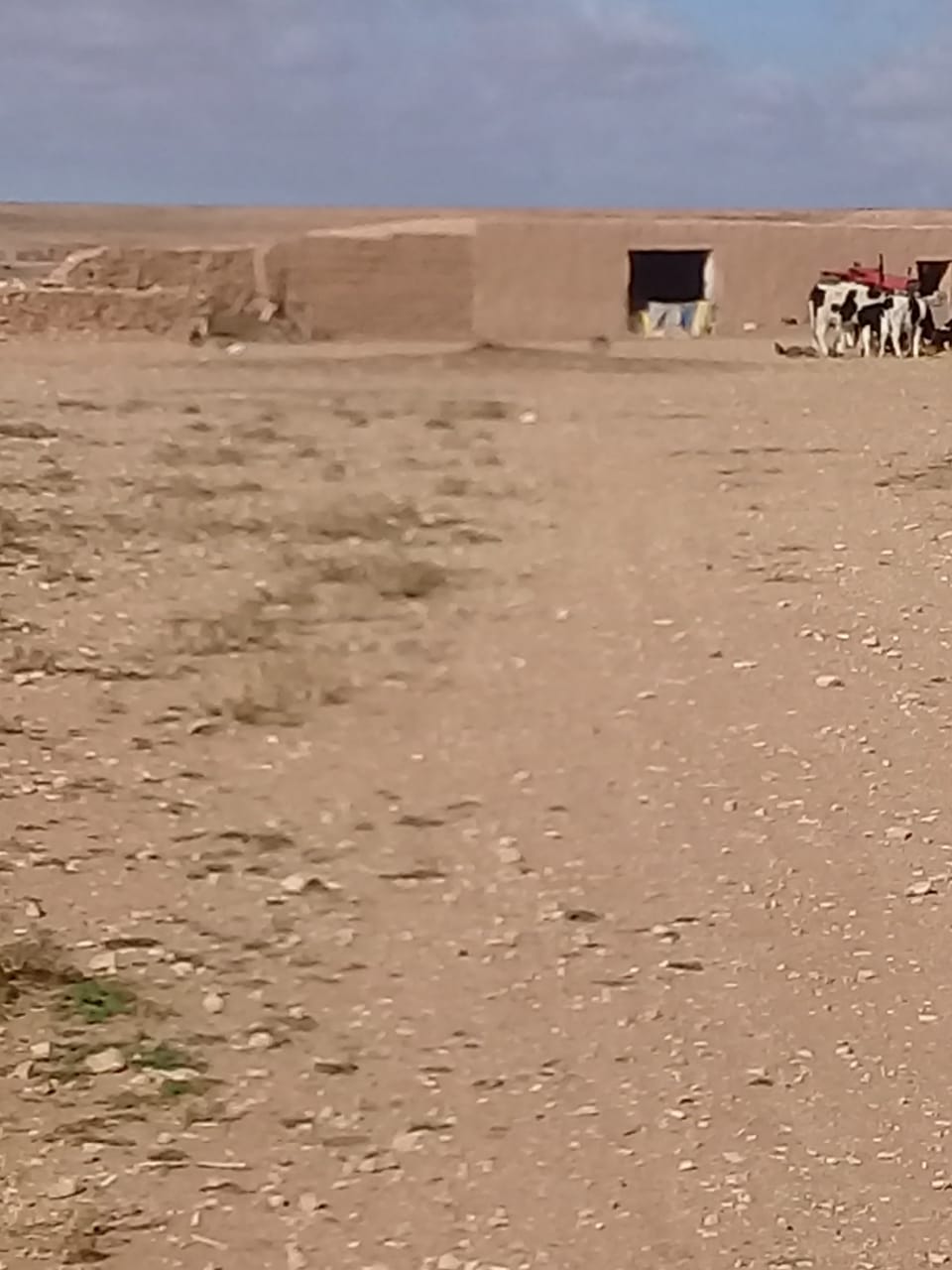 سرقة اغنام بطريق النخيلة ببني مطهر لكسابين من عائلة واحدة يثير غضب الساكنة . 1 IMG 20181202 WA0036