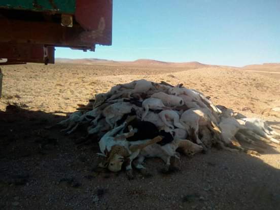 الوباء لا زال يحصد الاغنام بمنطقة النجود العليا و وزارة الفلاحة تقف مكتوفة الايدي 1 IMG 20190211 WA0140