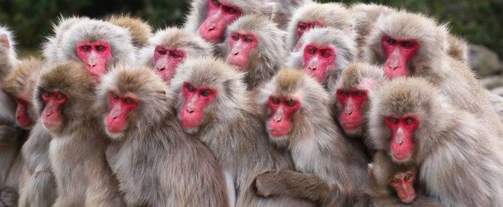 قرود خطيرة تهاجم جامعة في السعودية 1 IMG 20190214 WA0014