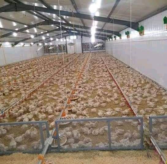 الفائض في انتاج الدجاج اللاحم في المغرب بين خسارة المربين وتأثر المستهلكين 1 IMG 20190227 WA0035