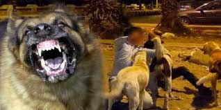 سطات... كلب شرس يرسل طفلا في حالة حرجة 1 téléchargement 1