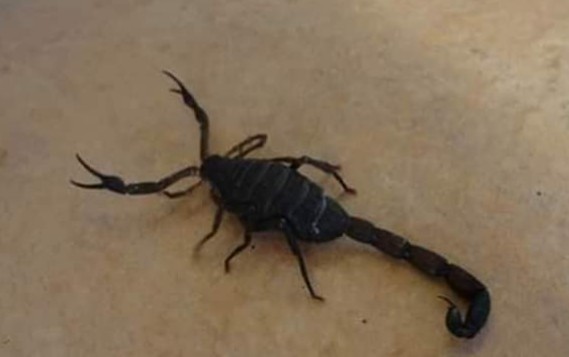 طفلة بريئة تعانق الموت بإحدى الجماعات الترابية بإقليم الصويرة 1 IMG 20190703 WA0044