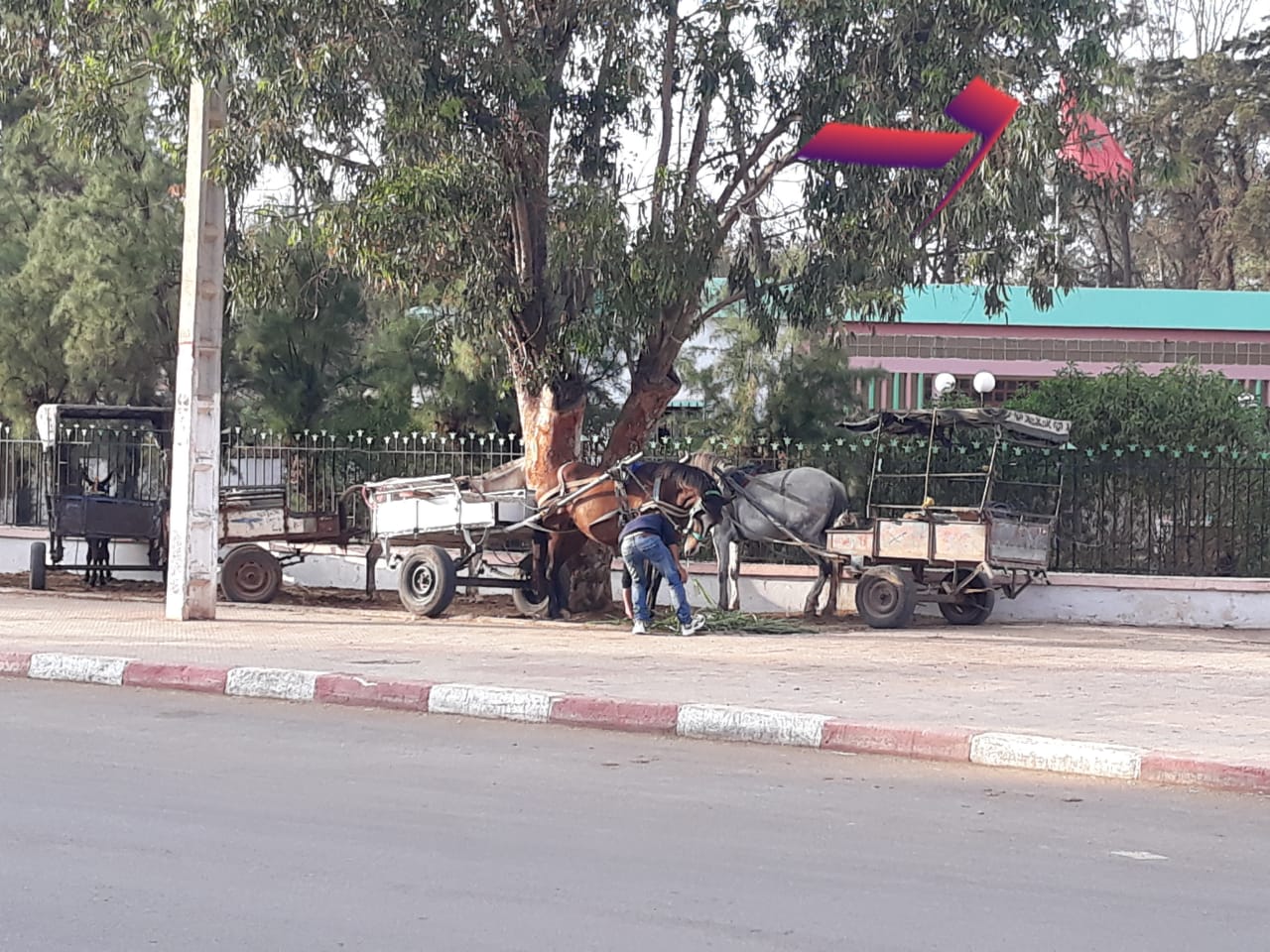 الجديدة/أولاد افرج: العربات المجرورة تغزو المركز، وتخلق تشوهات و تعرقل السير والجولان 1 IMG 20190905 WA0024
