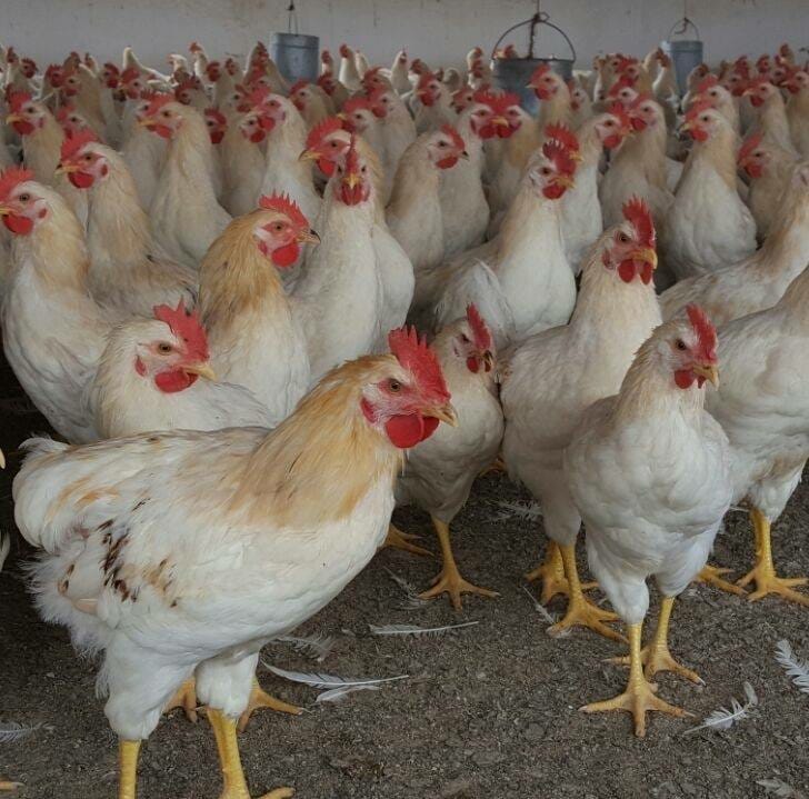 مربو الدواجن يطالبون بدعمهم، لكي يتسنى تجاوز اكراهات تفشي وباء كورونا 1 IMG 20200401 WA0060