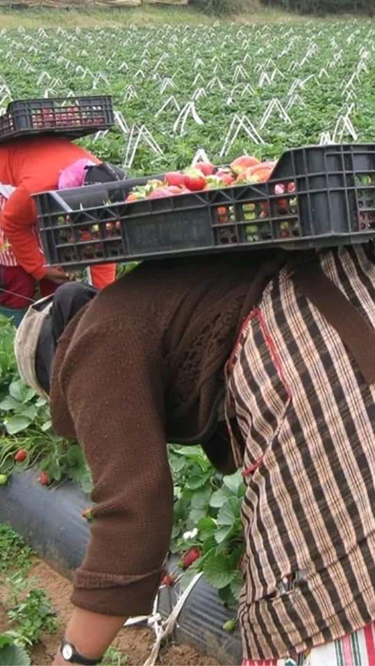 تسويق الفرولة بين الوسطاء وسماسرة يحكمون قبضتهم على الفلاحين بمنطقة مولاي بوسلهام 1 IMG 20200407 WA0267