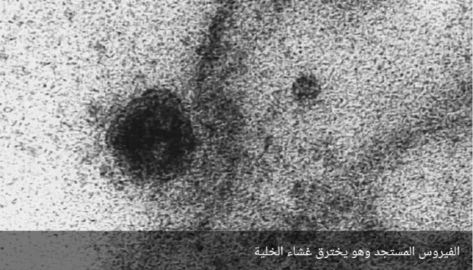 اول ظهور للفيروس وهو يمسك بالخلية. 1 IMG 20200410 WA0022
