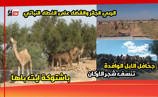 احتجاج قبيلة ايت امزال على الرعي الجائر … بسبب جحافل الابل التي تهدد شجر الاركان باشتوكة ايت باها.. 1 IMG 20200423 WA0128