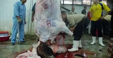 مجزرة زاكورة تحتضر في انتظار البديل 1 IMG 20200425 WA0050