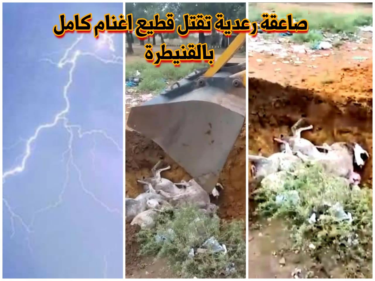 صاعقة رعدية تقتل قطيع اغنام كامل بالقنيطرة.. 1 IMG 20200514 WA0003