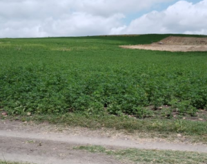 Screenshot 20200513 142640 1