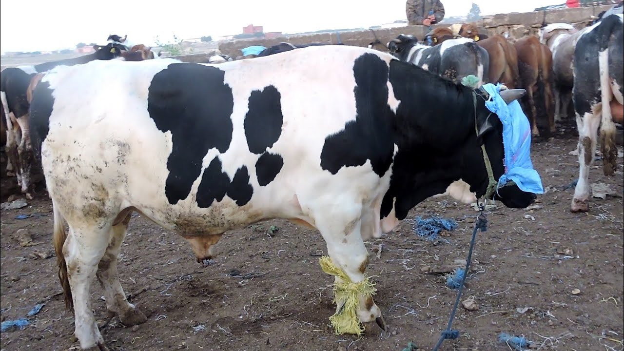 الخميسات:افتتاح أكبر سوق إقليمي لبيع المواشي بجماعة خميس أيت واحي . 1 maxresdefault 1 1