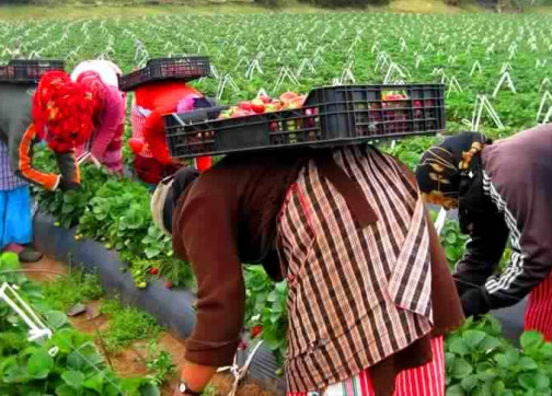 عاملات الفراولة