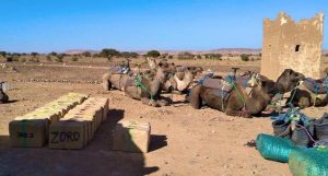 DGSN ERRACHIDIA DROGUE CHAMEAUX 1012 1607607498