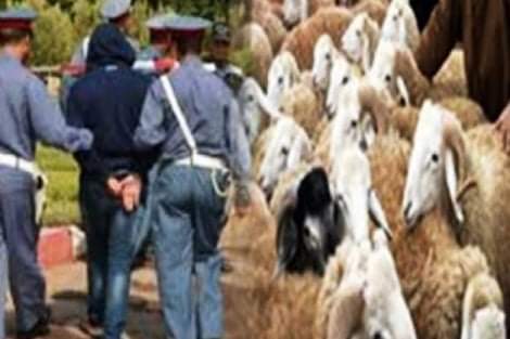 سطات.. تنسيق دركي يطيح بعصابة سرقة المواشي 1 IMG 20201202 WA0016