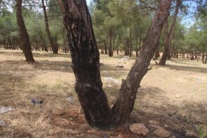 061122 2019 5 13 kob daristan u metirsi 28129