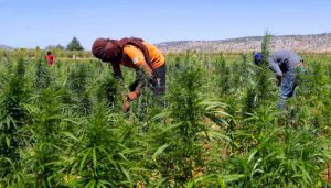 135 124503 morocco legalizing uses indian hemp 700x400