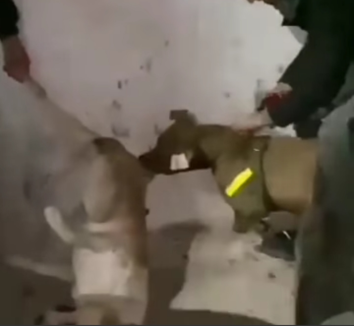 تازة، الشرطة توقف صاحب كلب روع الشارع. 1 IMG 20220406 WA0015