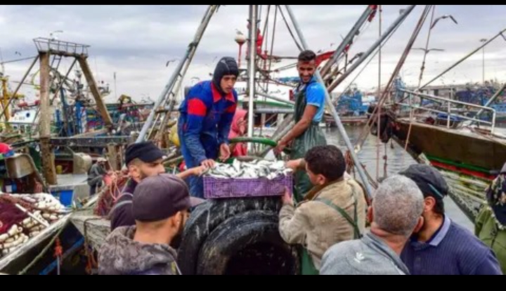 الصويرة.. ارتفاع الكميات المفرغة من الأسماك 1 IMG 20220505 WA0219