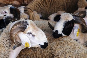 3538d2d34b86d17afa54a4b2db01b466