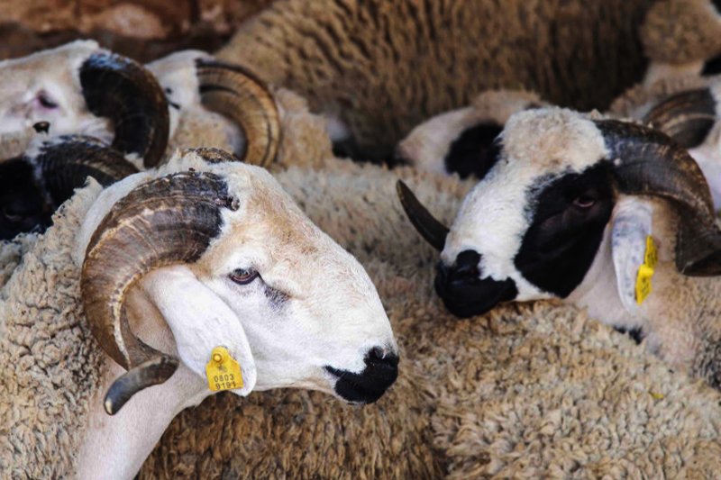 عيد الأضحى.. ترقيم 6,6 ملايين رأس من الأغنام والماعز 1 3538d2d34b86d17afa54a4b2db01b466