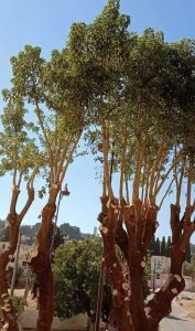 IMG 20220622 WA0009 1