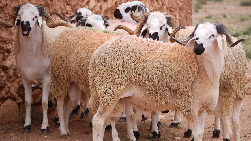 أسعار الأغنام والماعز تظل في نفس مستويات الموسم الفلاحي السابق.