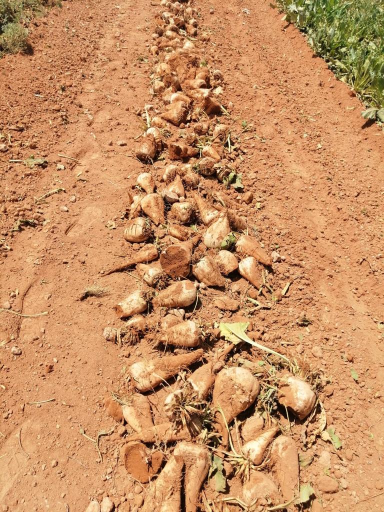 زراعة الشمندر السكري لأول مرة بإقليم تاوريرت 2 IMG 20220714 WA0018