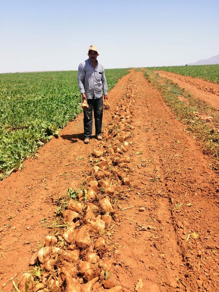 زراعة الشمندر السكري لأول مرة بإقليم تاوريرت 3 IMG 20220714 WA0019 1