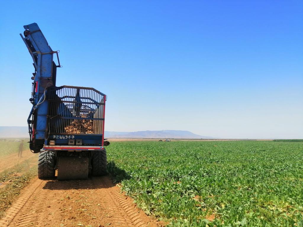 زراعة الشمندر السكري لأول مرة بإقليم تاوريرت 4 IMG 20220714 WA0020