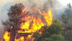 تازة، حريق غابوي مهول بالمنتزه الوطني تازكا يخرج عامل الاقليم الى عين المكان 4 IMG 20220714 WA0023