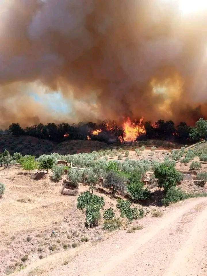 تازة، حريق غابوي مهول بالمنتزه الوطني تازكا يخرج عامل الاقليم الى عين المكان 6 IMG 20220714 WA0026 1