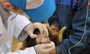 ONSSA aid el adha 780x470 1