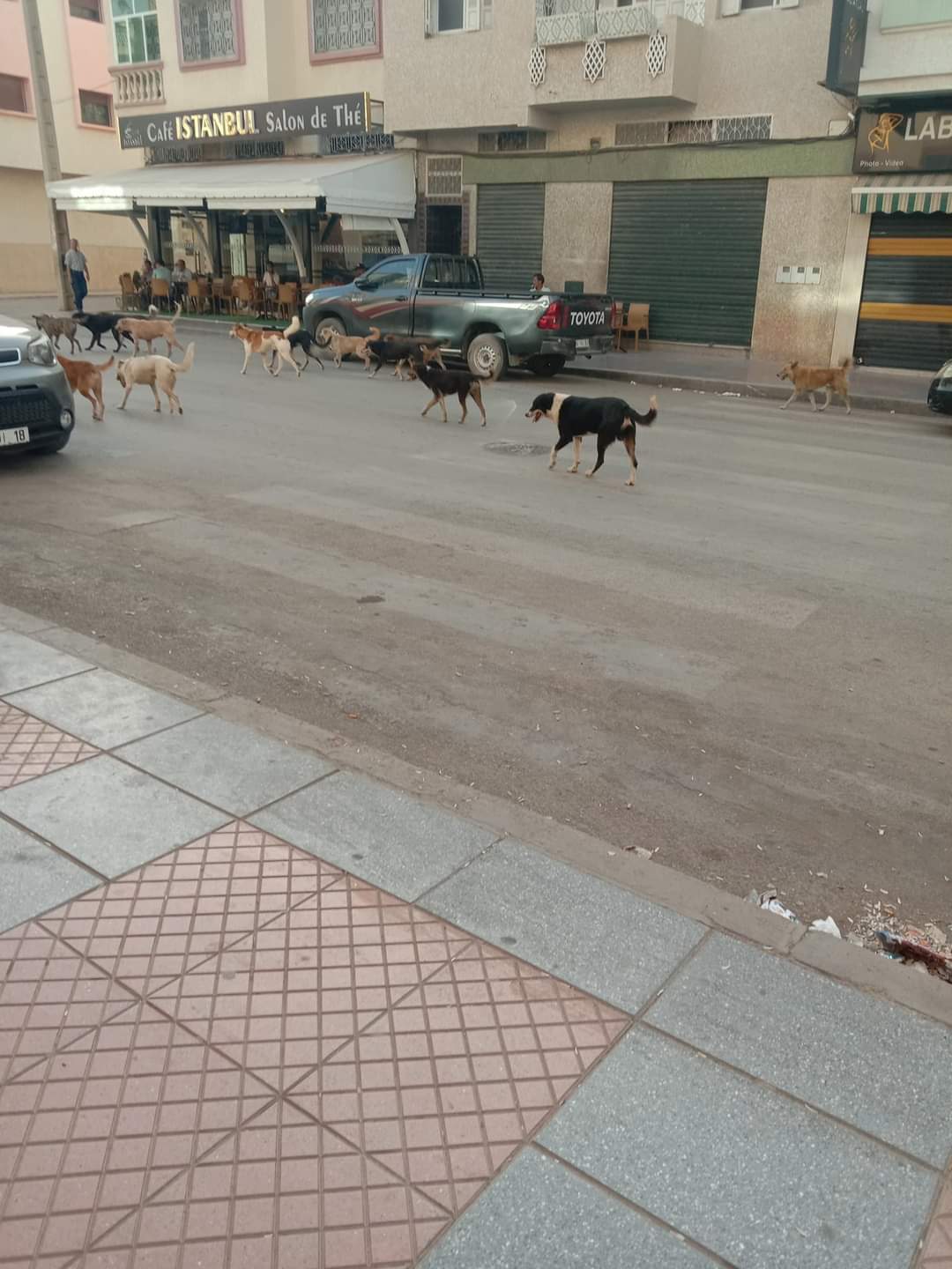 الكلاب الضالة تغزو شوارع صفرو ورئيس المجلس يهاجم منتقدي تسييره للشأن المحلي 1 IMG 20220824 WA0013