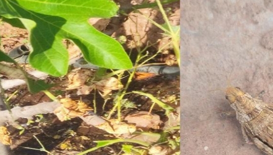 سطات..تضرر الفلاحين بمنطقة أولاد فارس الحلة بسبب أسراب الجراد. 1 IMG 20230424 WA0044