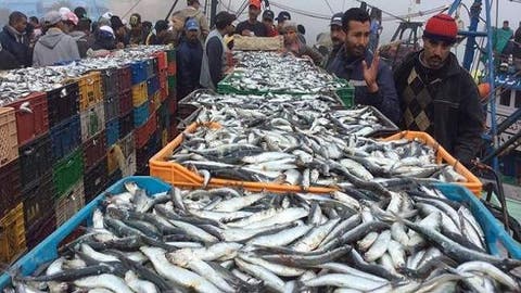 ميناء العيون.. ارتفاع مفرغات الصيد الساحلي والتقليدي