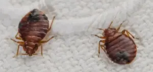 1000017575 1696358039