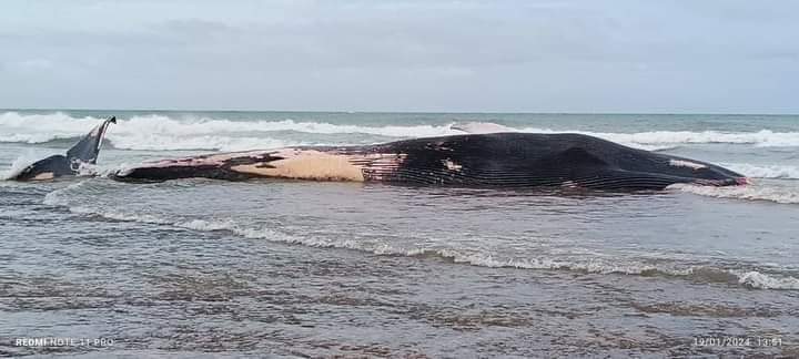 IMG 20240120 WA0020 1