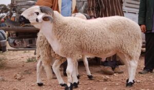 161ff905749f56a4658ab2c039928d0f