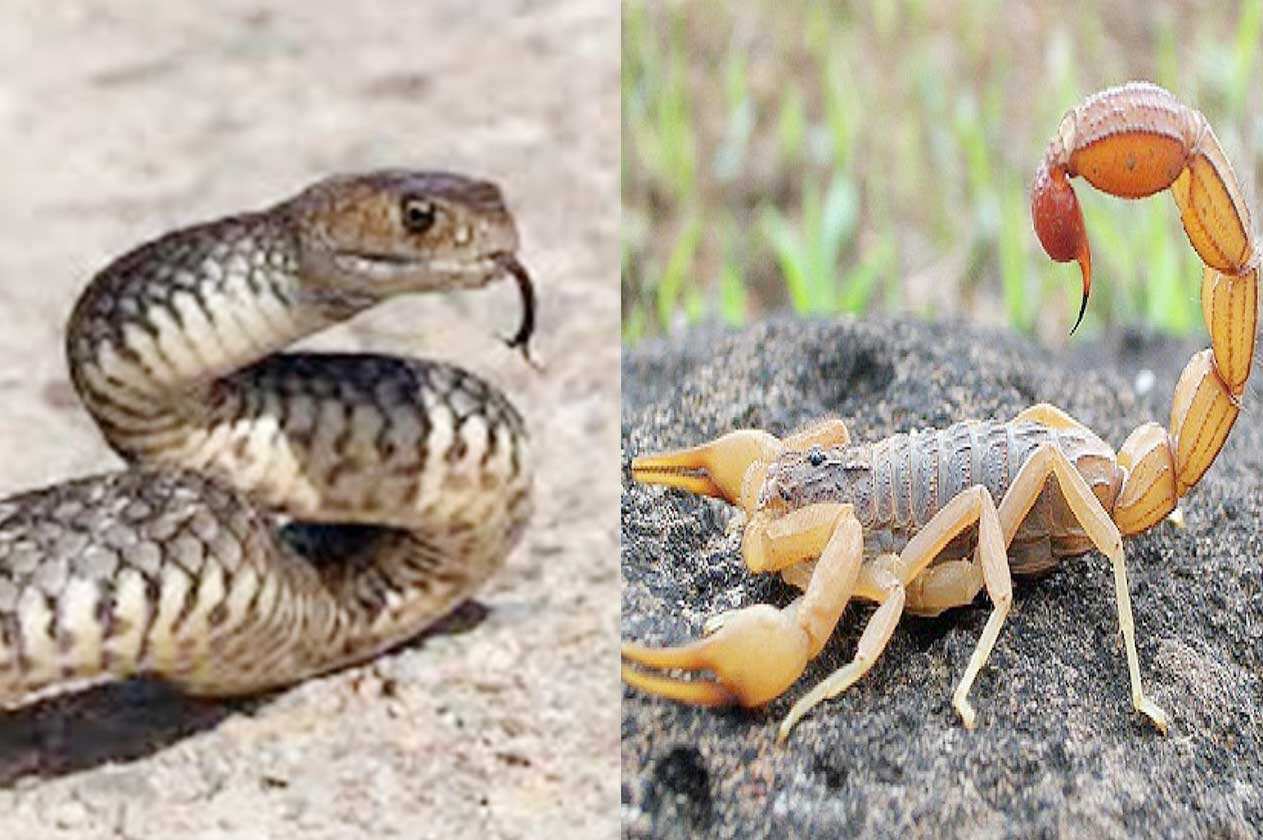 خنيفرة : وفاة طفل بسبب لسعة افعى بمنطقة " تيبركانين " بجماعة ام الربيع يعيد سؤال دور المراكز الصحية بالمنطقة و الشبكة الطرقية 1 IMG 20240710 WA0011