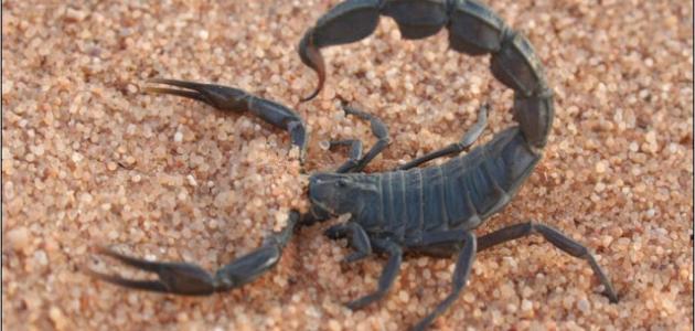 قلعة السراغنة :لسعة عقرب كادت ان تودي بحياة امرأة بسبب التزعام والبوطا . 1 IMG 20240712 WA0001