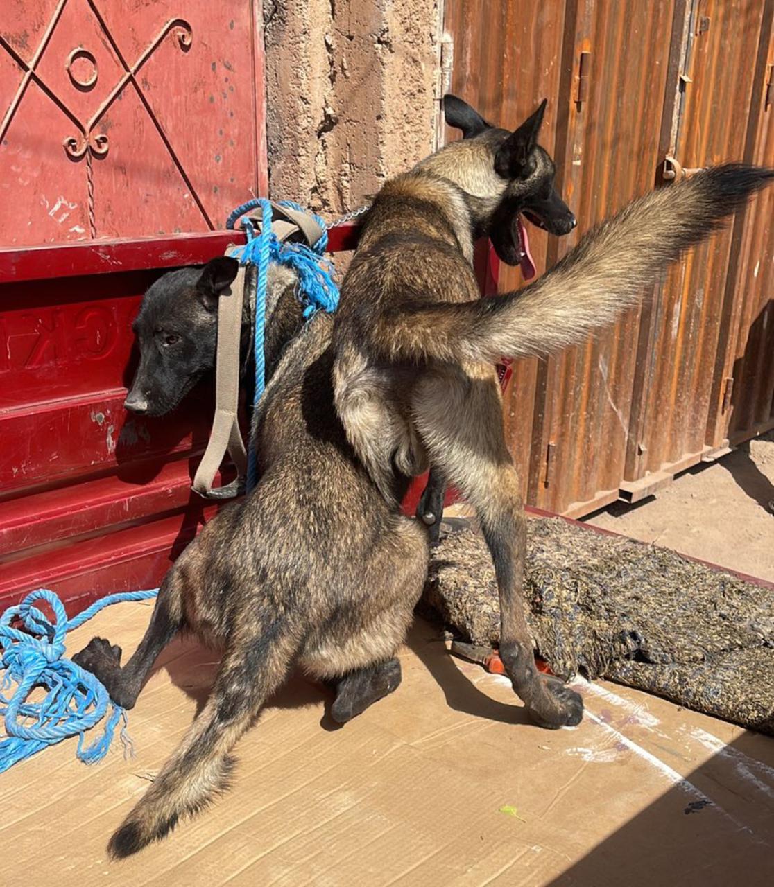 بعد مواجهة عنيفة بكلاب شرسة .. عناصر الدرك لجماعة تسلطانت بمراكش يوقفون ثلاث مروجين للمخدرات 1 IMG 20240715 WA0036