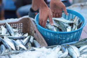 poisson sardine