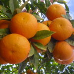 445bb723bcb9b63374cf29affb587b9e