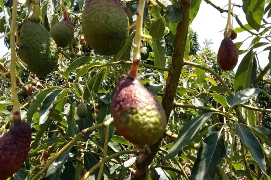 حرارة استثنائية تكبد مزارع الأفوكادو خسائر فادحة 1 e5d779f4b0d62942c60846ec41b86ce6